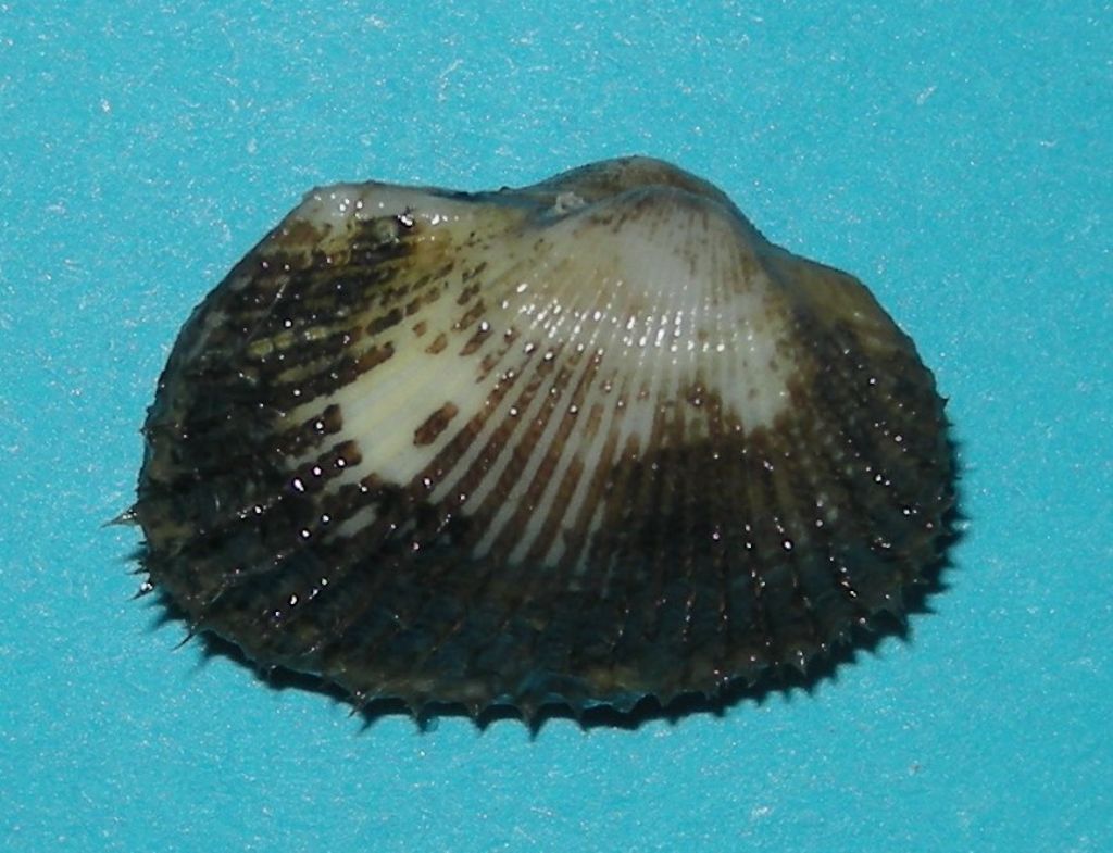 Anadara transversa